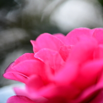 初冬の彼女　山茶花