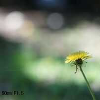 Jupiter3 50mm F1.5