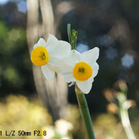 Industar 61 L/Z 50mm F2.8
