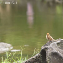 SMC Takumar 135mm F3.5