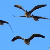 雁という名の鳥たち
