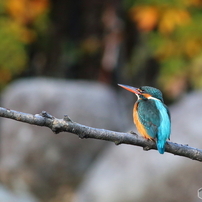 野鳥