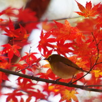 野鳥を探して　Ⅶ