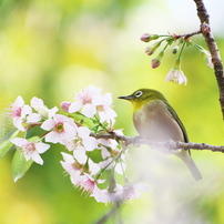 幸せ