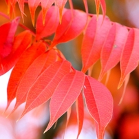 ハゼの紅葉②