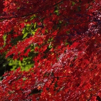 紅葉７