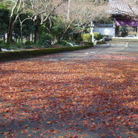 龍福寺の紅葉