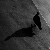 LENSBABY(レンズベビー)のレンズ コンポーザープロII エッジ50