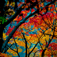 紅葉