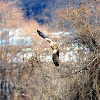 探す　 DSC_0166