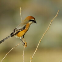 野鳥を探して　Ⅷ