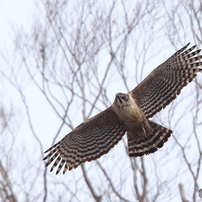 森の王者クマタカ