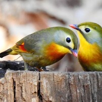 私のお気に入り写真　鳥