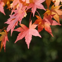 2009年11月