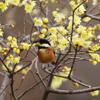 野鳥を探して　Ⅸ