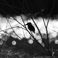 冬鳥の気持ち