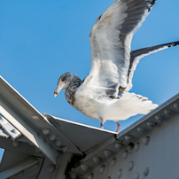 鳥撮り