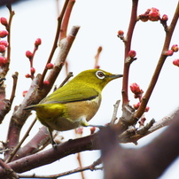 素晴らしい体験 Sigma 170-500mm SONY ミノルタ用 #7518 Amazon.co.jp: シグマ 170-500mm F5-6.3 APO DG ソニー用 : 家電