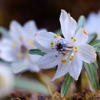 ■美品■マミヤ　Mamiya MACRO A 120mm F4 M Mamiya MACRO A 120mm F4 M : M2_pictlog