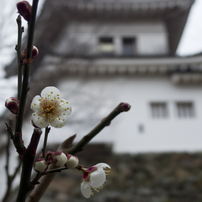 和歌山城の梅