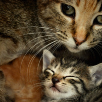 mother