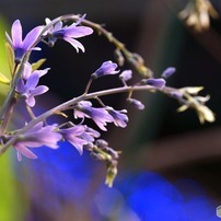 ■美品■マミヤ　Mamiya MACRO A 120mm F4 M Mamiya MACRO A 120mm F4 M : M2_pictlog