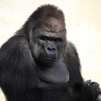 名古屋 東山動植物園 イケメンゴリラ シャバーニ