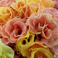 花苗8