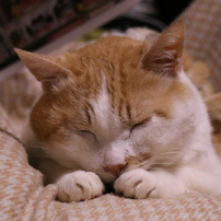 ねこちゃん達