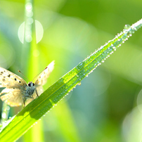 SIGMA(シグマ)のレンズ APO MACRO 180mm F3.5 EX IF HSM [ニコン用] で