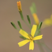 小さい野の花