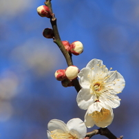 梅の花（２０１７年）