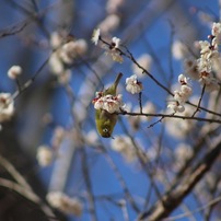 Canon EF75-300mm F4-5.6 III USM 作例有 EF75-300mm F4-5.6 III USMで撮影された写真 | 写真検索 | GANREF