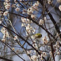 CANON EF 75-300mm F4-5.6 III 写真7・8要確認 CANON(キヤノン)のレンズ EF75-300mm F4-5.6 III USM で撮影した