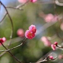 CANON EF 75-300mm F4-5.6 III 写真7・8要確認 Amazon.com : Canon EF 75-300mm f/4-5.6 III Lens (6473A003) +
