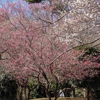 CANON(キヤノン)のレンズ EF75-300mm F4-5.6 III USM で撮影した