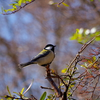 野鳥　２