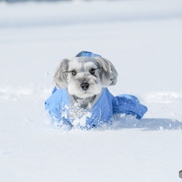 Theo in winter 2017