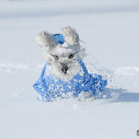 雪遊び