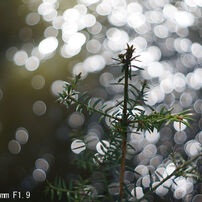 Canon SE 45mm F1.9