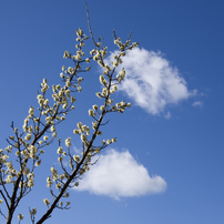 梅の花　青空と雲