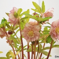 クリスマスローズの世界展35