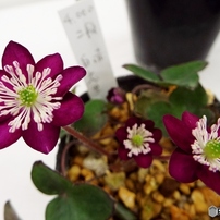 雪割草1