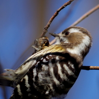 野鳥　３