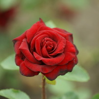薔薇