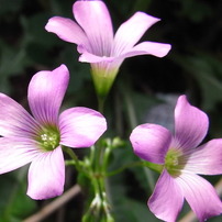 草花
