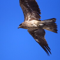 野鳥を探して　トビ？　Ⅱ