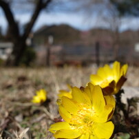 春を探して　福寿草　Ⅱ