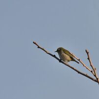 枯れ木にメジロ　 DSC_7588