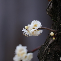 植物（2）